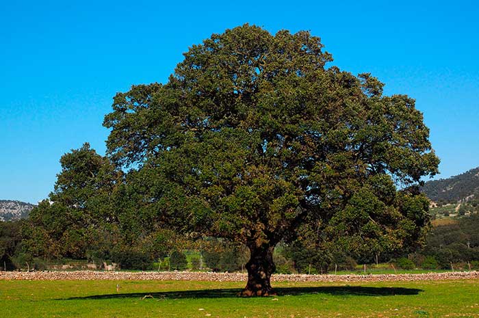 arbol aceite alcanfor