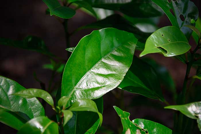 aceite esencial alcanfor