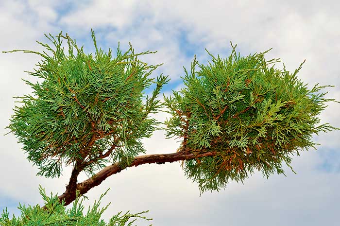 aceite enebro