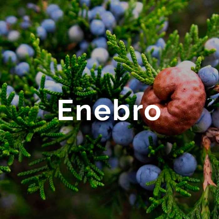 aceite esencial enebro