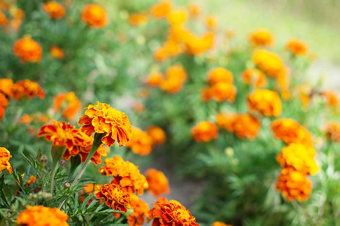 aceite esencial calendula