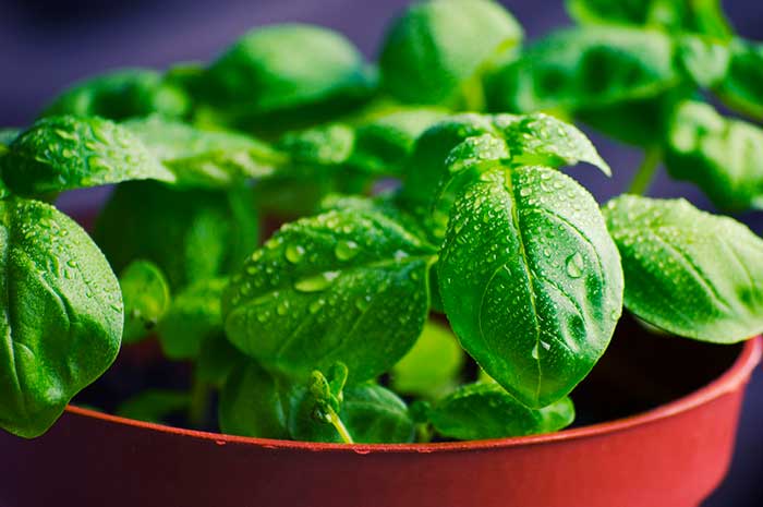 aceite esencial albahaca