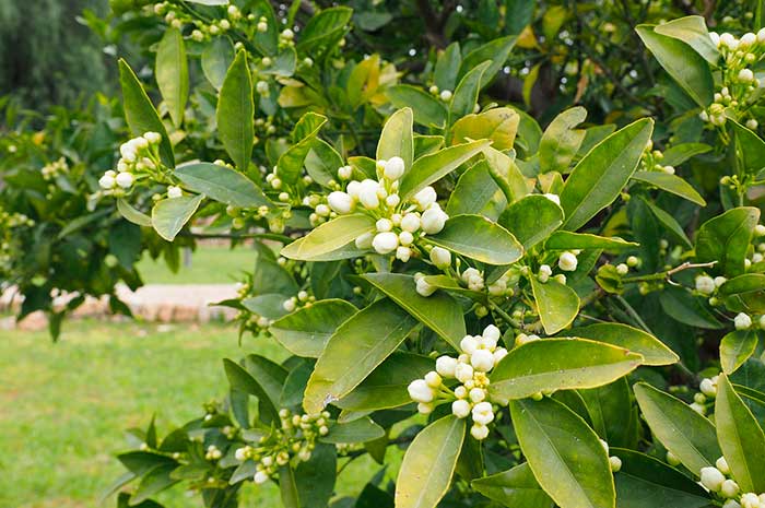 aceite azahar beneficios