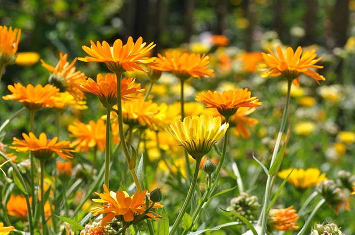 propiedades aceite calendula