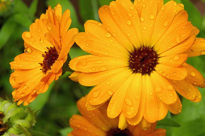 beneficios aceite calendula