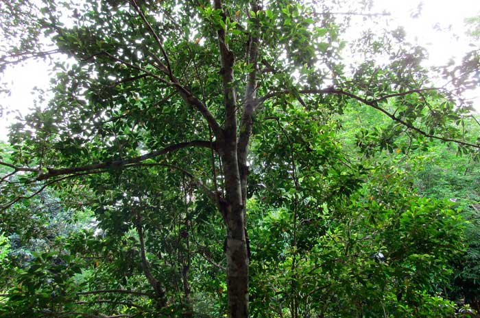 propiedades aceite esencial clavo