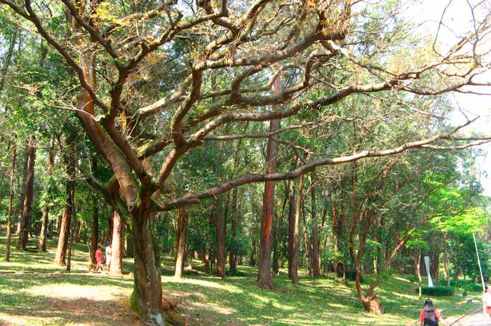 aceite esencial copaiba