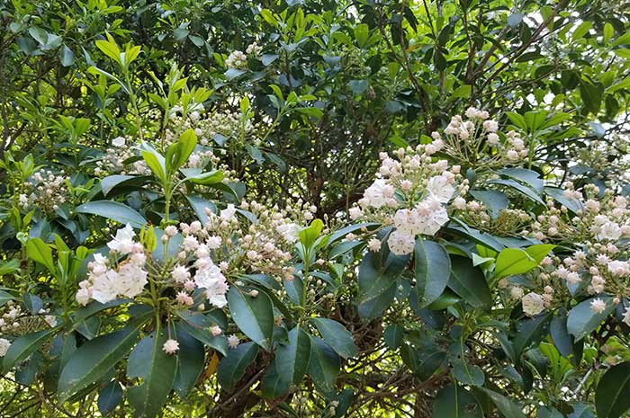 aceite esencial laurel