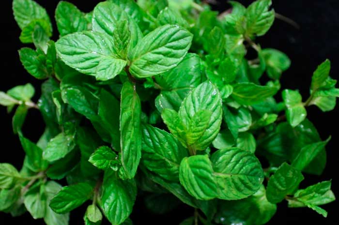 aceite esencial mejorana