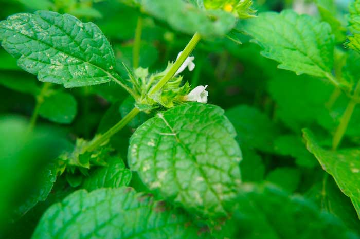 propiedades aceite esencial melisa