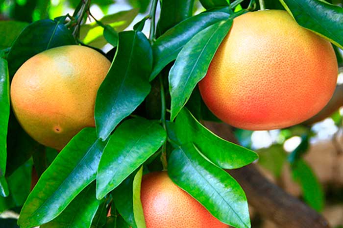 propiedades aceite esencial pomelo