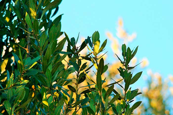 beneficios aceite laurel