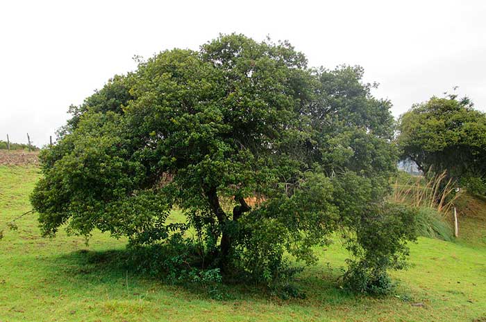 propiedades aceite laurel