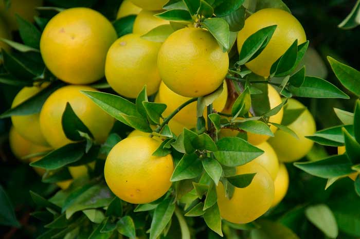 propiedades aceite pomelo