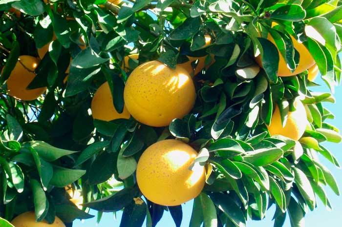 aceite pomelo