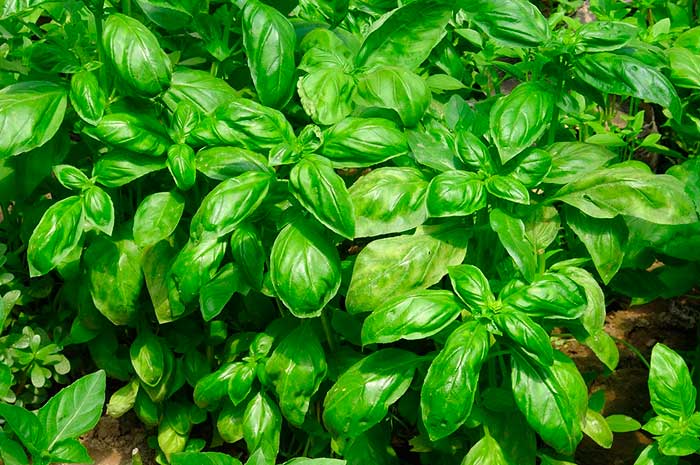 aceite albahaca propiedades