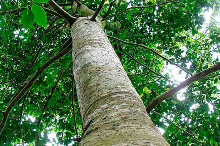 beneficios aceite copaiba