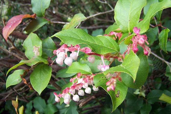 beneficios aceite gaulteria