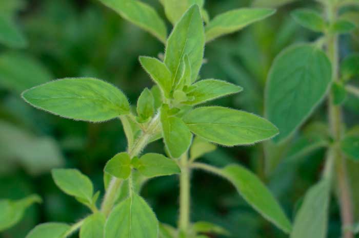 beneficios aceite mejorana