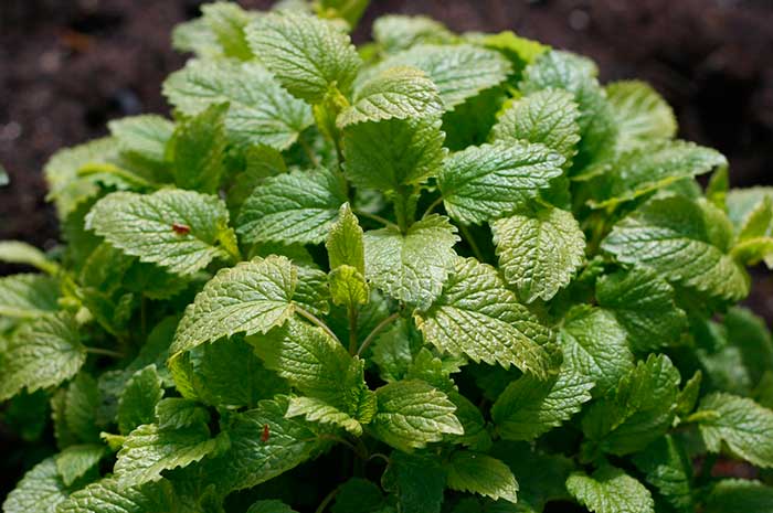 beneficios aceite melisa