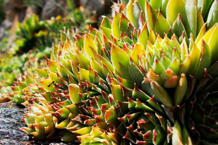 beneficios aceite siempreviva