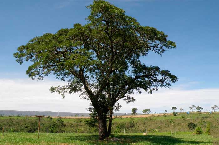 propiedades aceite copaiba