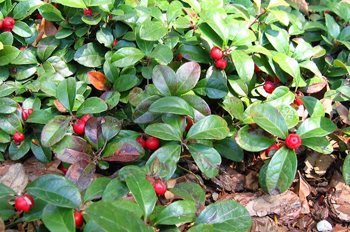 propiedades aceite esencial gaulteria