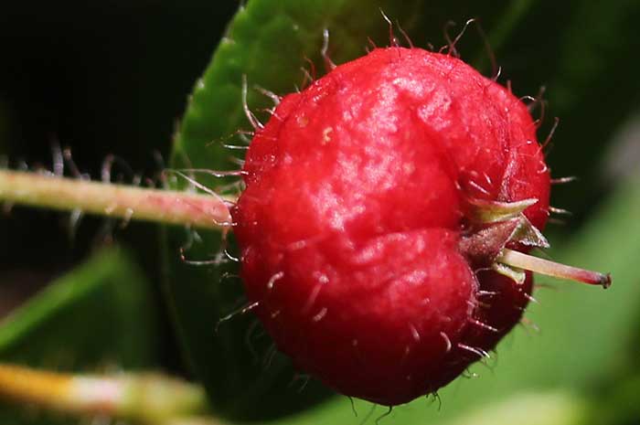 propiedades aceite esencial gaulteria