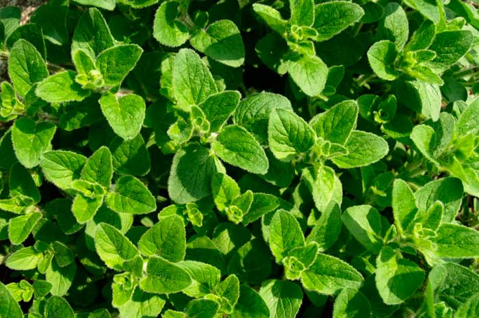 propiedades aceite mejorana