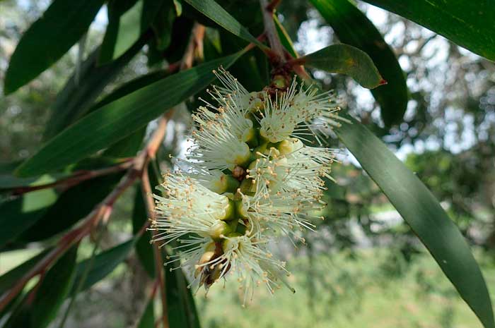 propiedades aceite esencial niaouli