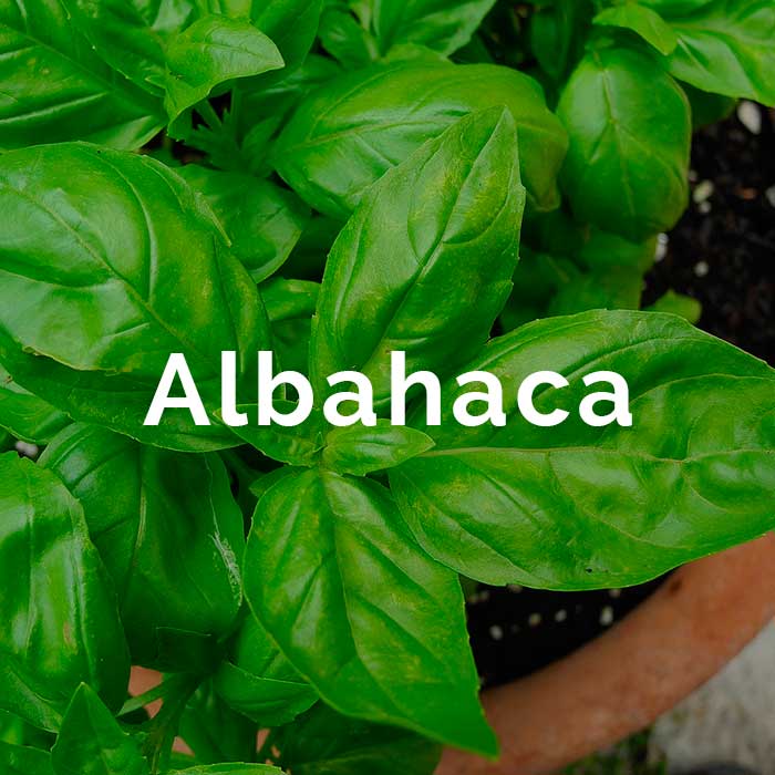 propiedades beneficios aceite albahaca
