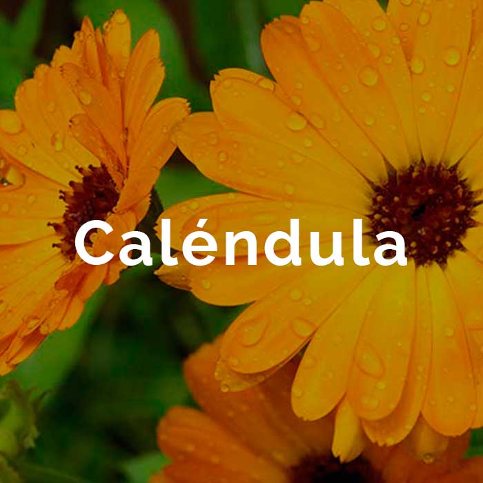 propiedades beneficios aceite esencial calendula