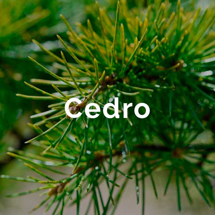 propiedades beneficios aceite cedro
