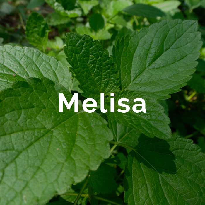 propiedades beneficios aceite melisa