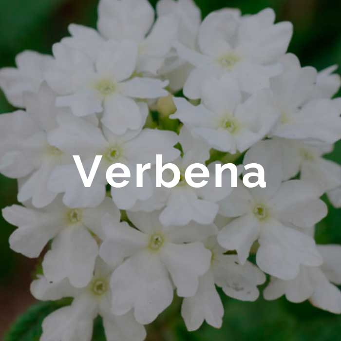 propiedades aceite esencial verbena