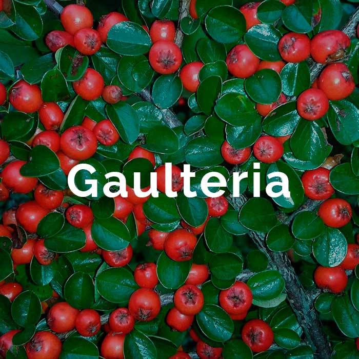 propiedades beneficios aceite gaulteria