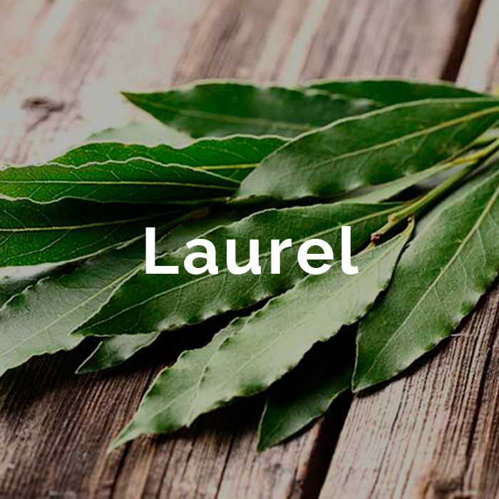 propiedades beneficios aceite laurel
