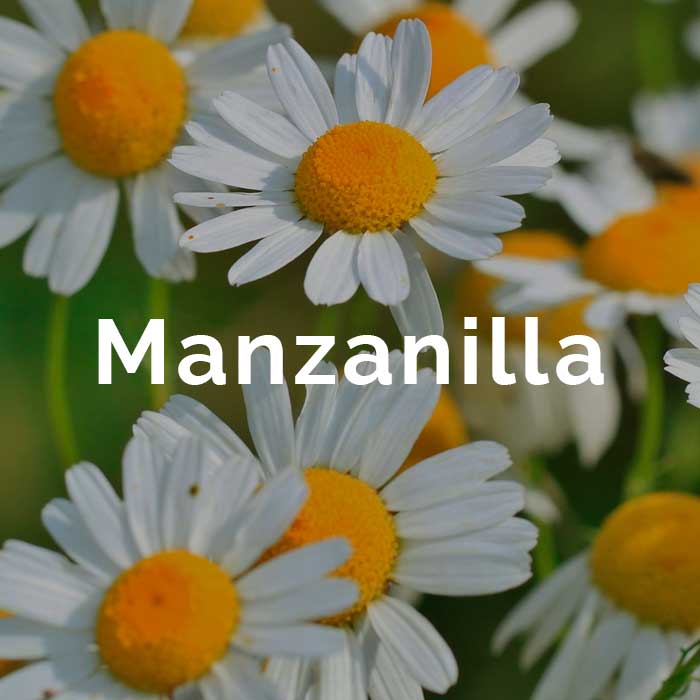 propiedades beneficios aceite manzanilla