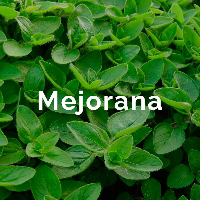 propiedades beneficios aceite mejorana