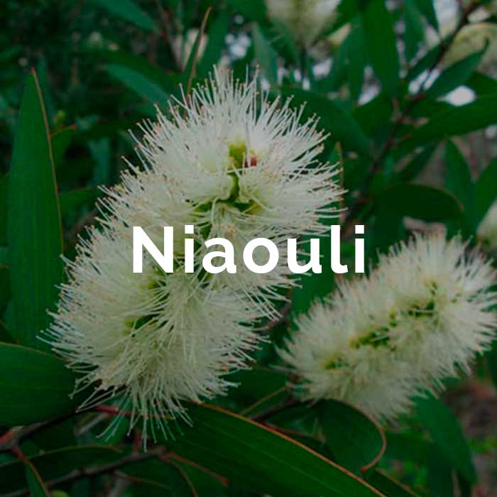 aceite esencial niaouli propiedades