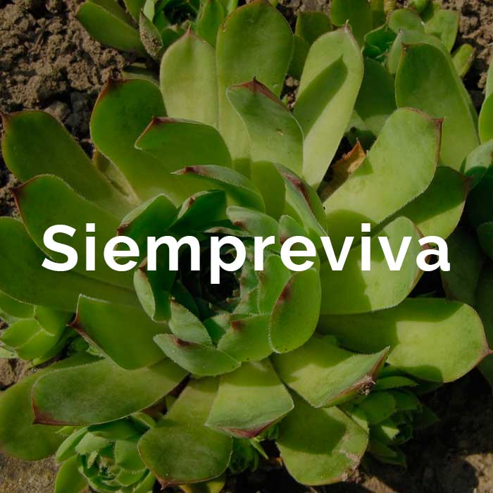 propiedades beneficios aceite siempreviva