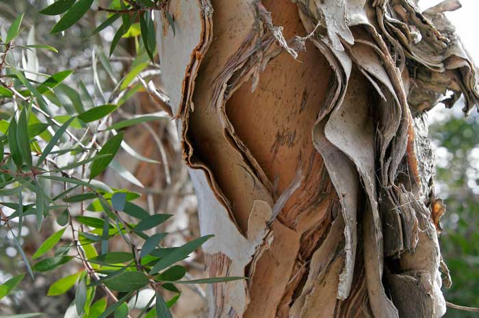 propiedades beneficios aceite niaouli