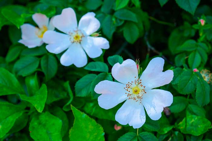 aceite esencial rosa mosqueta
