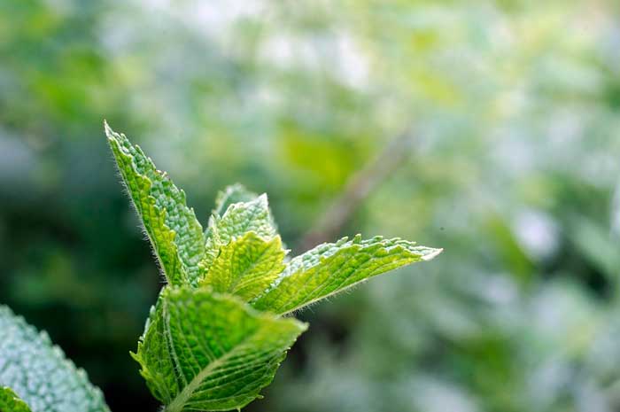 aceite esencial menta piperita