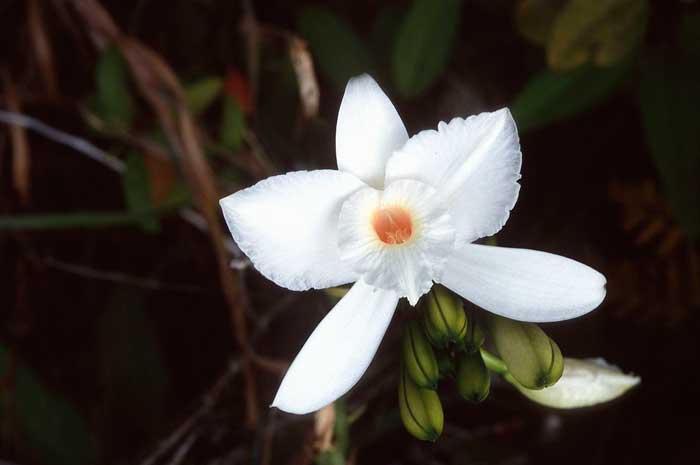 flor vainilla propiedades