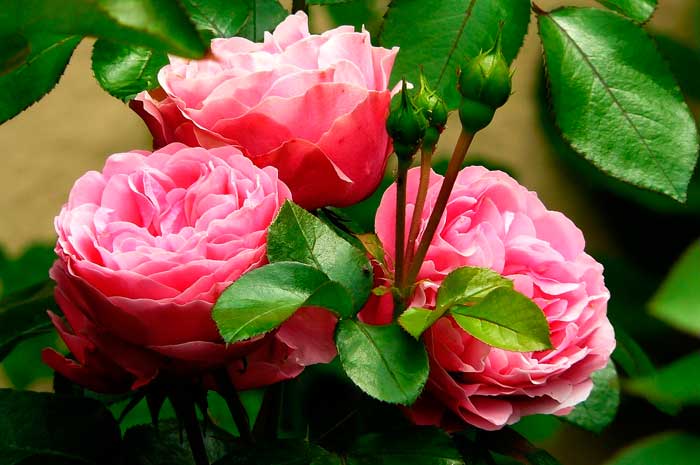 aceite de rosa