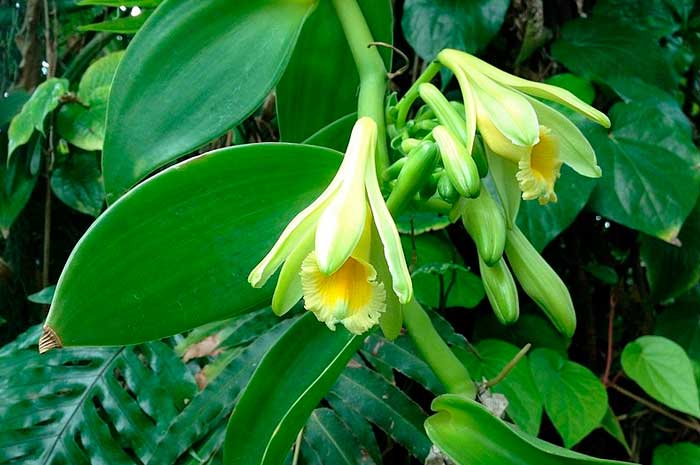 aceite de vainilla