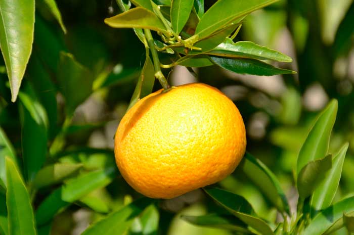 beneficios aceite mandarina