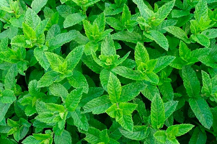 beneficios aceite menta