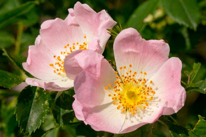 beneficios aceite esencial rosa mosqueta